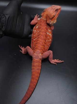 🛫 100% Monster Hypo het Trans Leatherback 🔥MALE - 12 months 🔥perfect also for blue bars project #beardeddragon...
