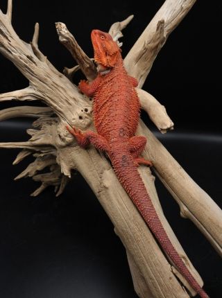 Perfect example of an all-over colored dragon. Deeply saturated red color and strong body build. This big MALE will be...
